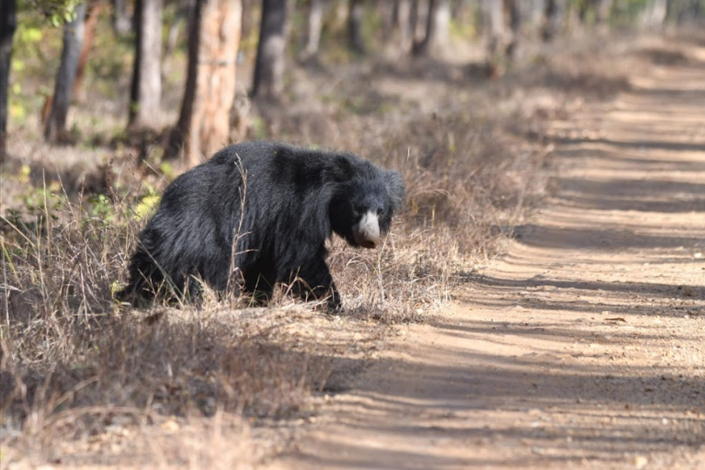 Kanha National Park