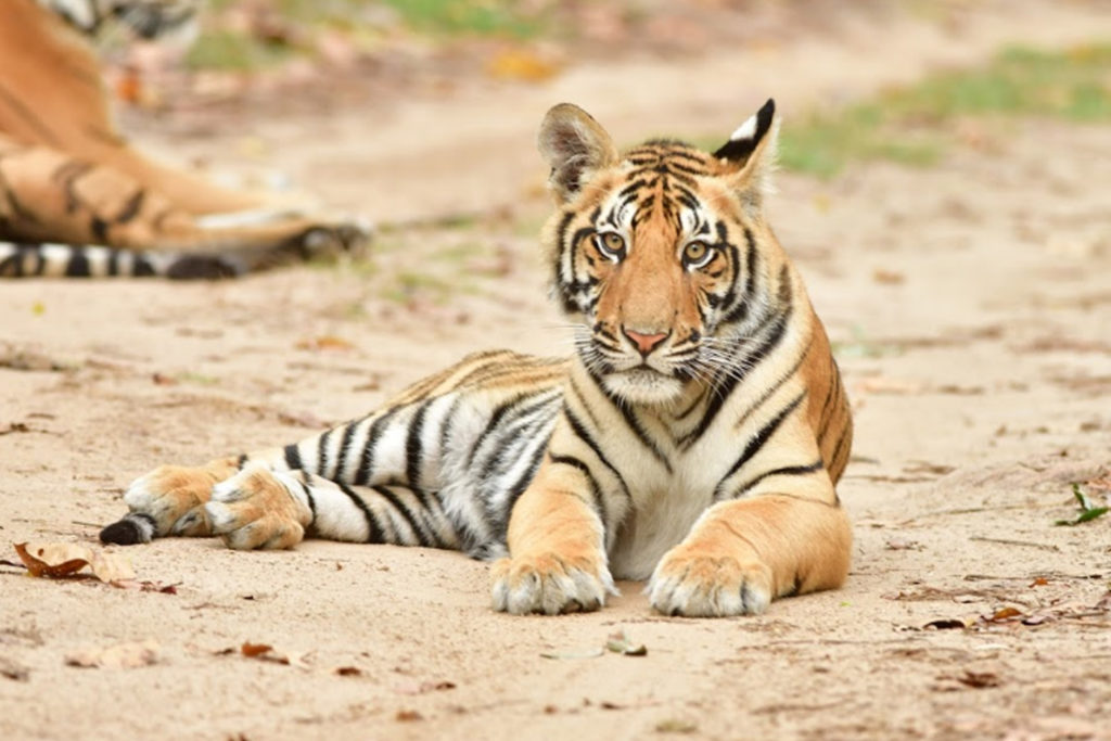 Satpura National Park