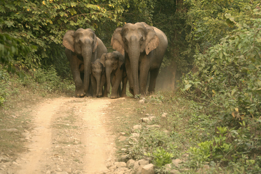 Bardiya National Park