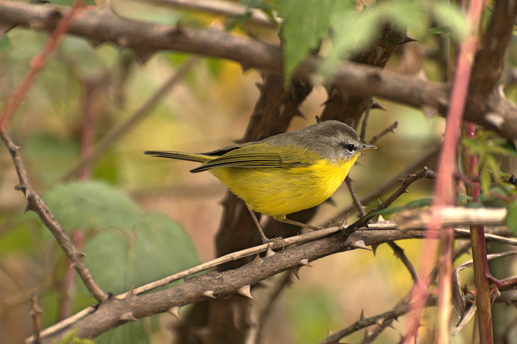 Bandhavgarh national park