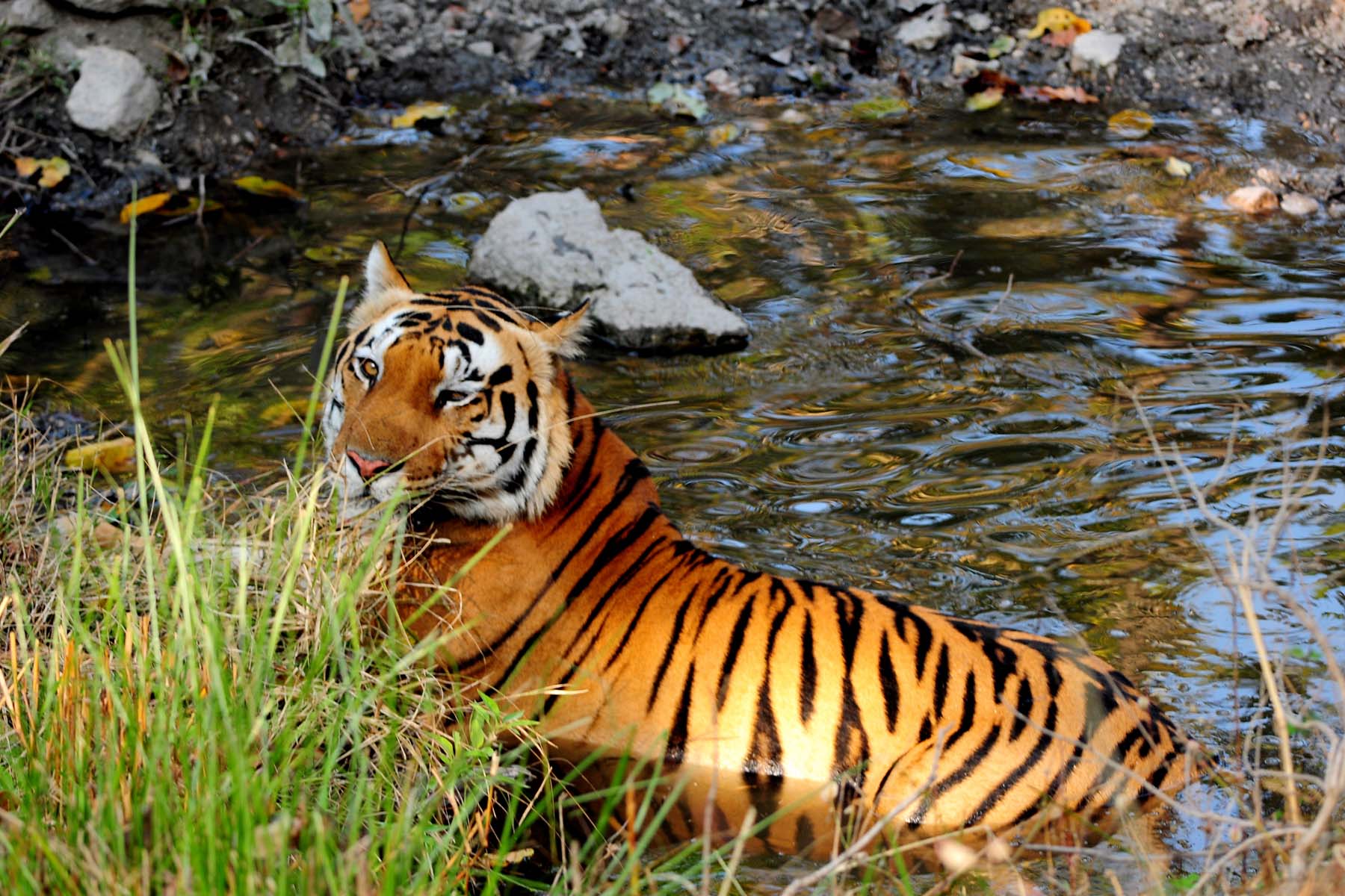 link 7 @ zila line_Fotor