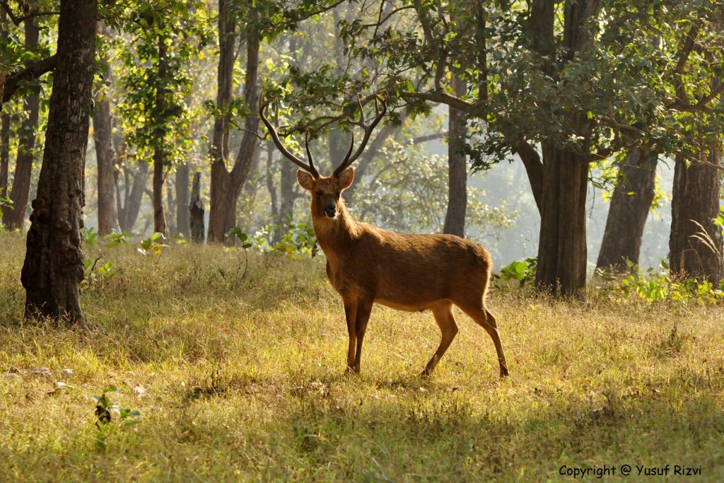Dudhwa National park