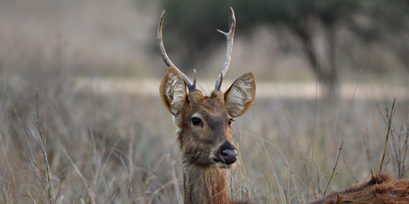 12074912_10153501871405189_7785580524747893952_n